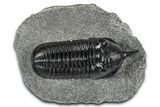 Morocconites Trilobite Fossil - Top Quality Specimen #355768-3